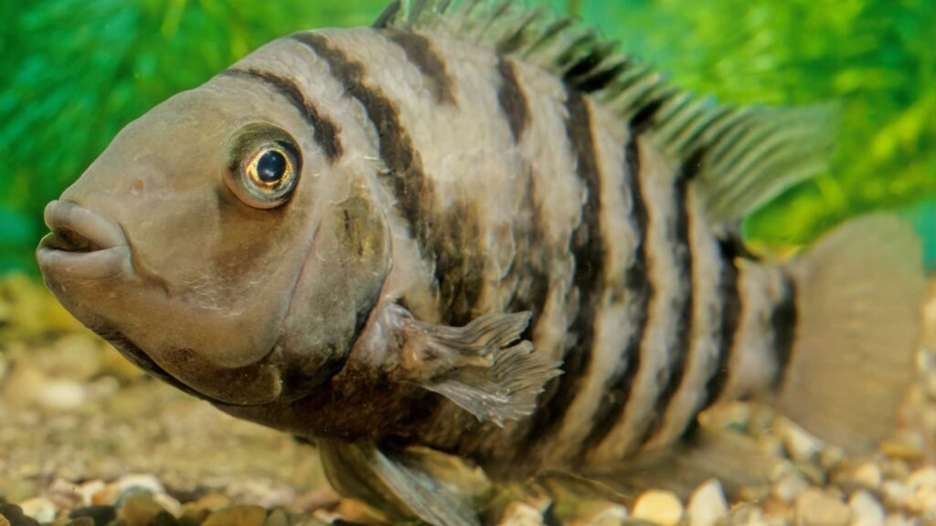 About Convict Cichlids fish