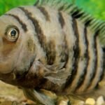 About Convict Cichlids fish