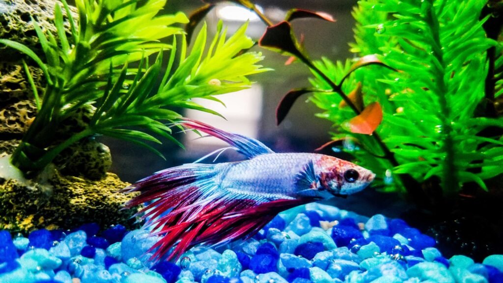 Beta fish Life Span and Aquarium Maintenance in Telugu