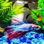 Beta fish Life Span and Aquarium Maintenance in Telugu