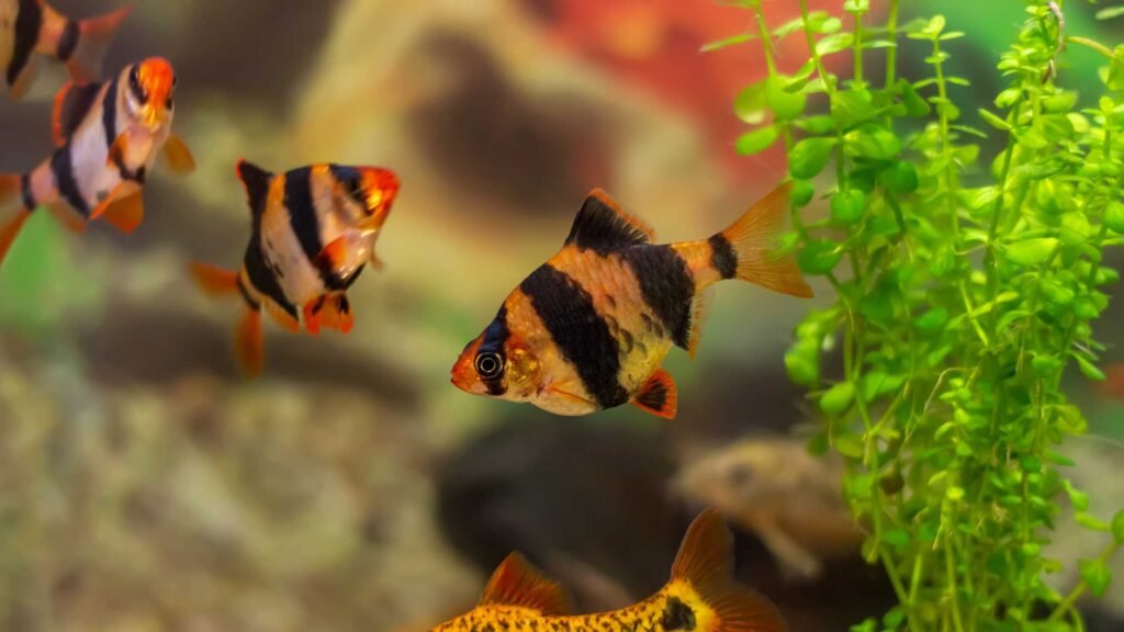 Colors of Tiger Barbs