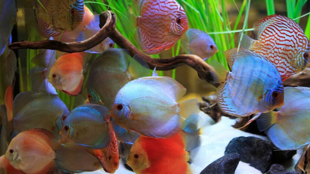 Freshwater Aquarium Fishes