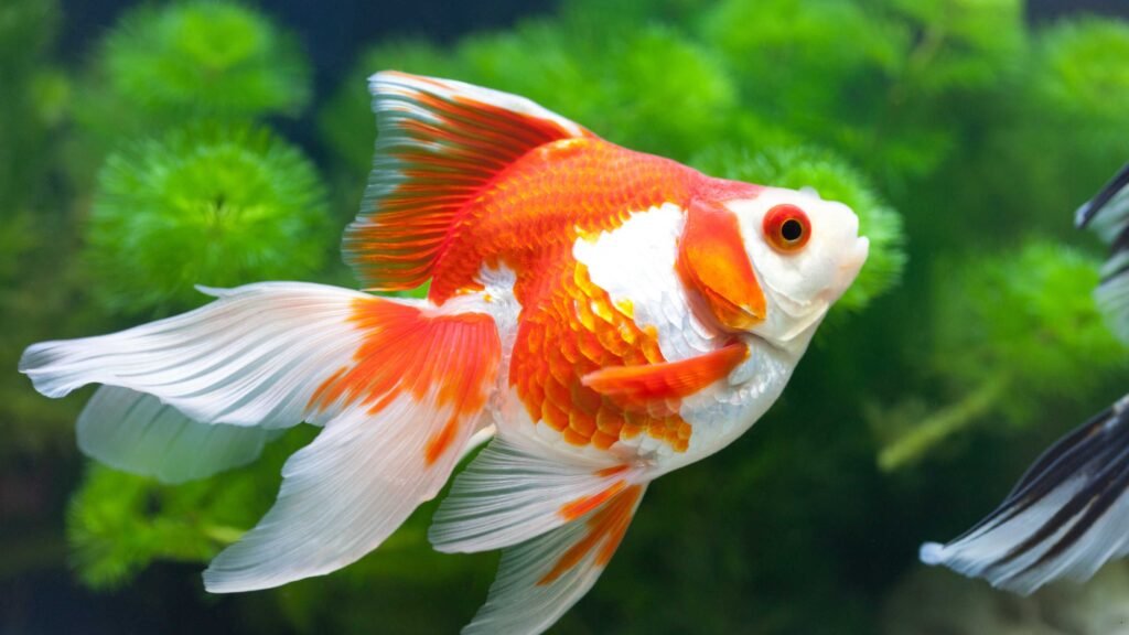 How to Maintain Fancy Goldfish in an Aquarium