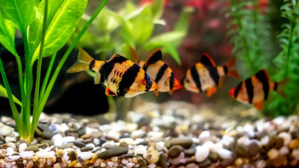 How to Maintain Tiger Barbs fishes Aquarium