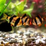 How to Maintain Tiger Barbs fishes Aquarium