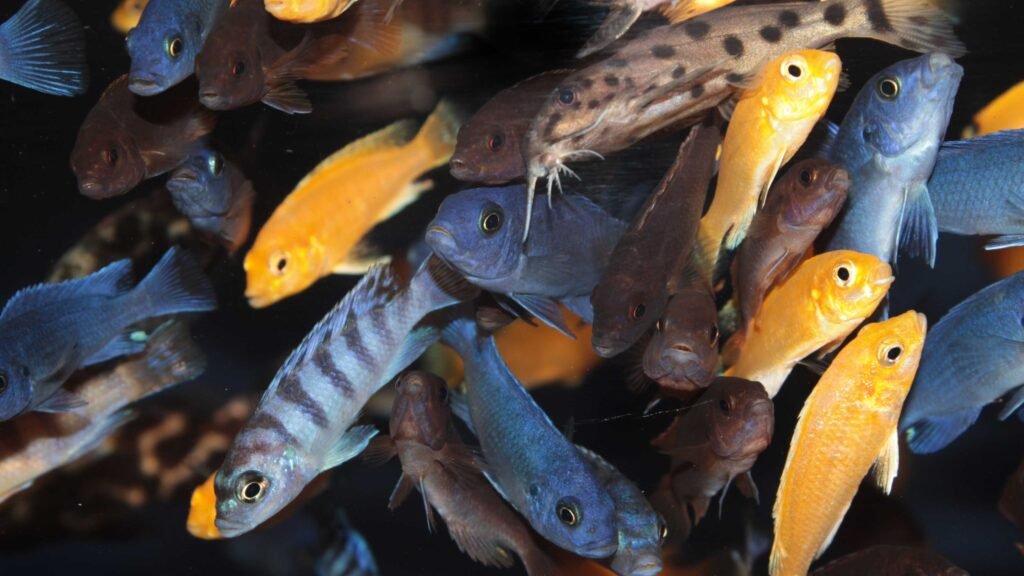 Life span and Reproduction of Mbuna Cichlids Fishes