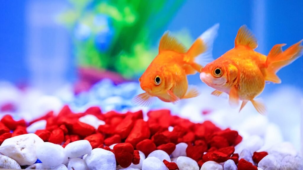 Lifespan of Fancy Goldfish