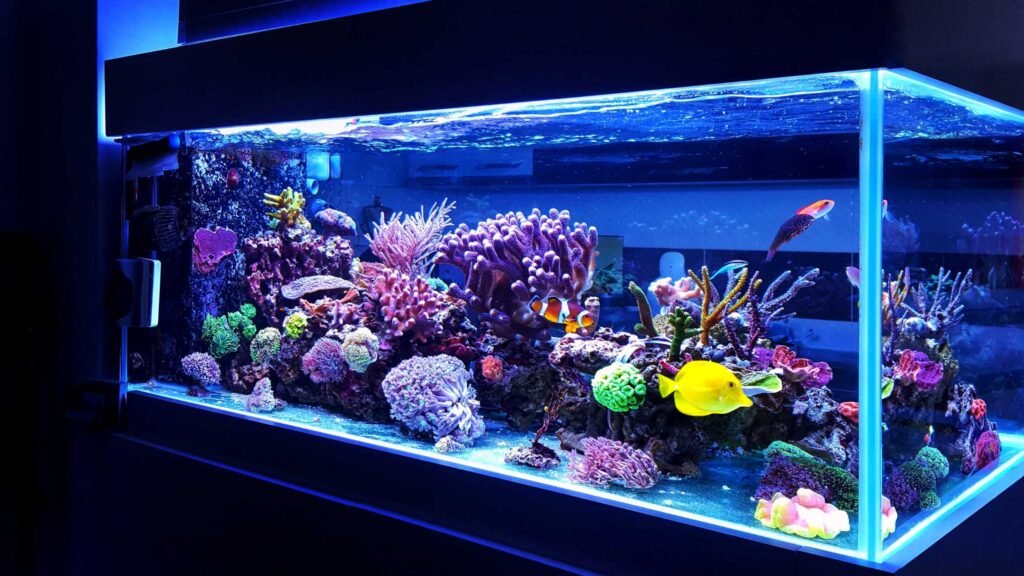 List of Aquarium Fishes Types