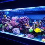 List of Aquarium Fishes Types