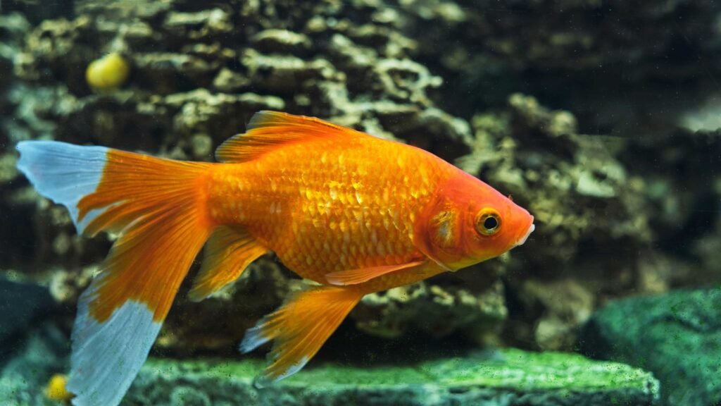 Maintain Mbuna Cichlids in Your Aquarium