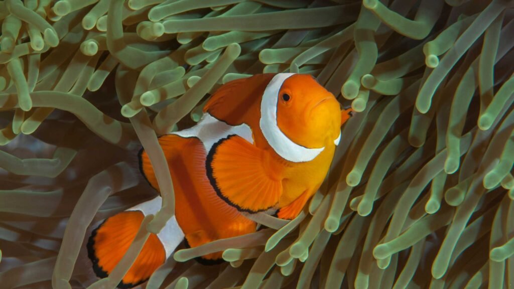 Ocellaris Clownfish (Amphiprion ocellaris) fishes Lifespan and Maintainance