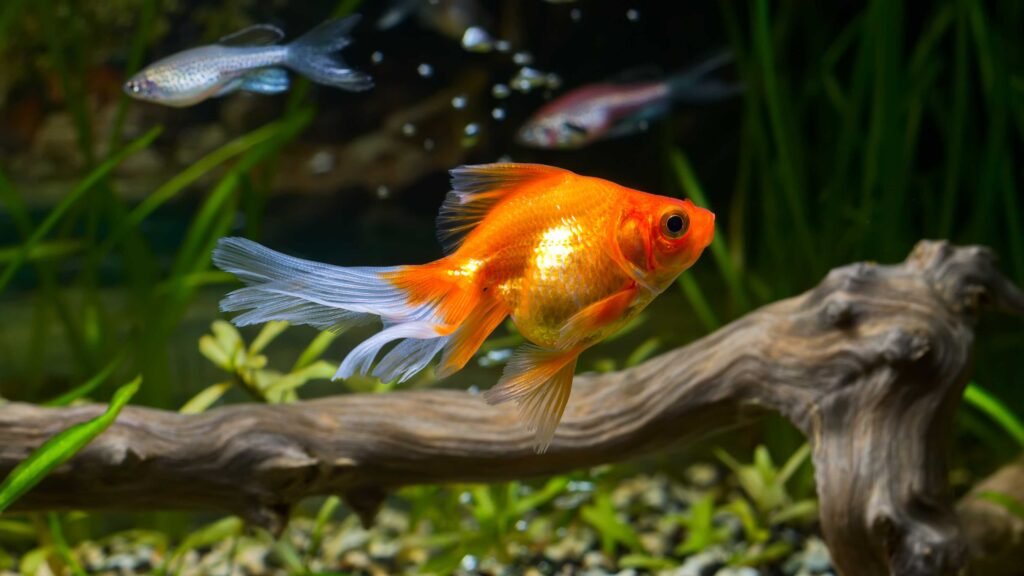 Origin of Fancy Goldfish