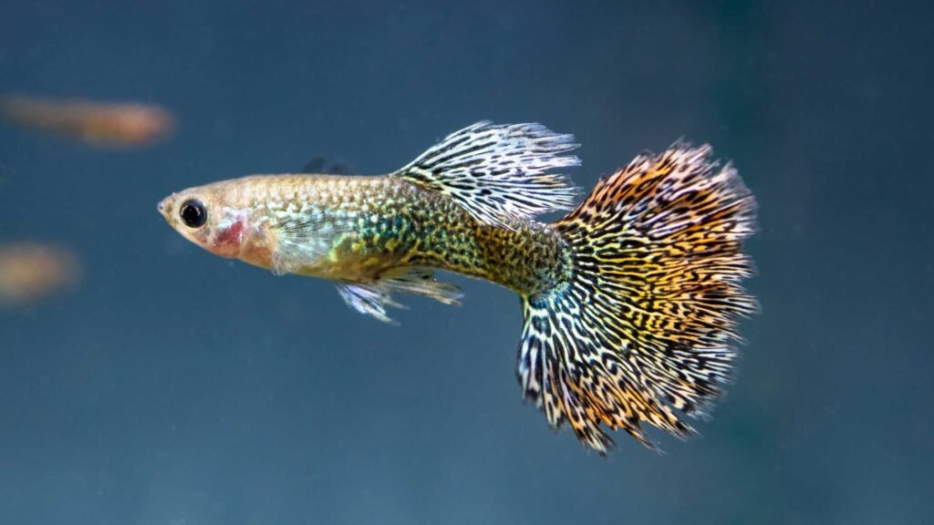 Origin of Fancy Guppies