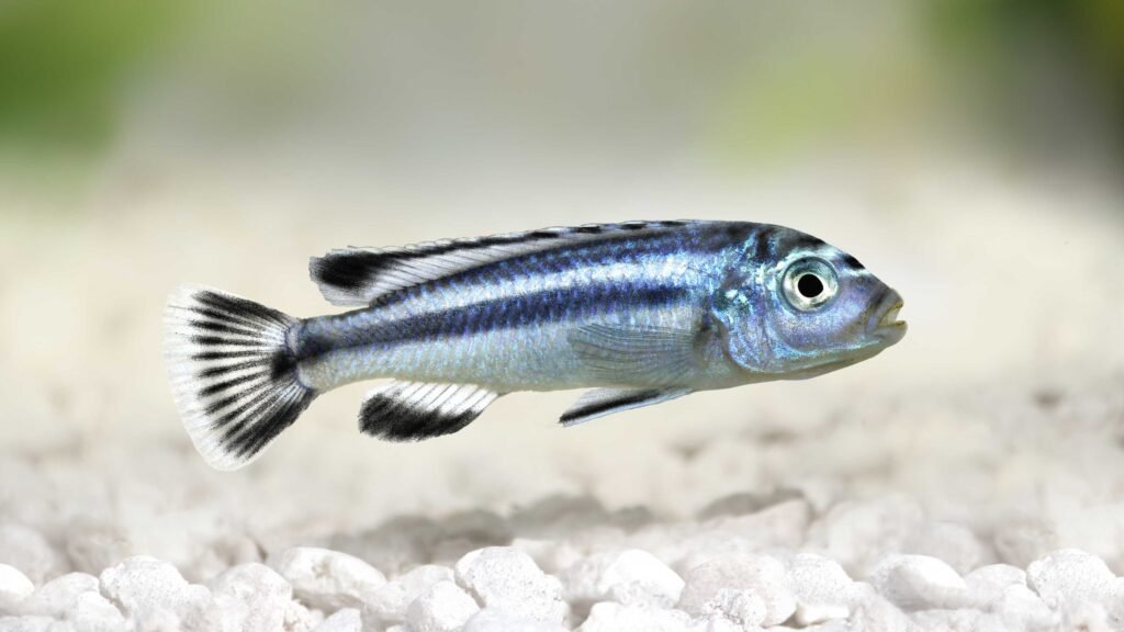 Origin of Mbuna Cichlids