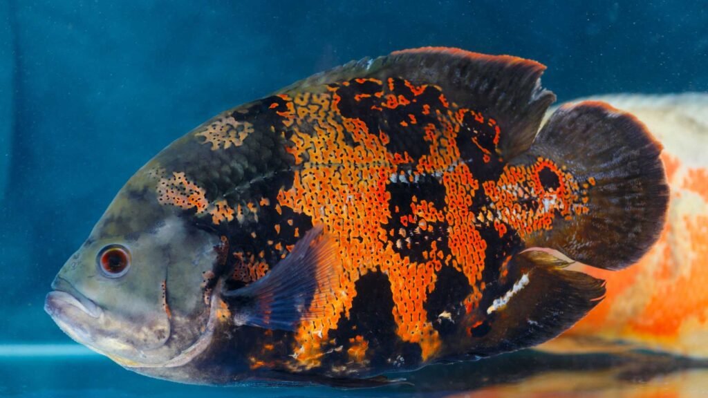 Oscar (Astronotus ocellatus) Fishes