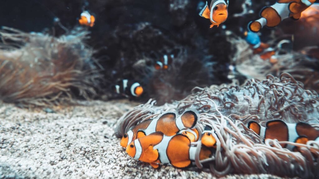 Reproduction of Ocellaris Clownfish