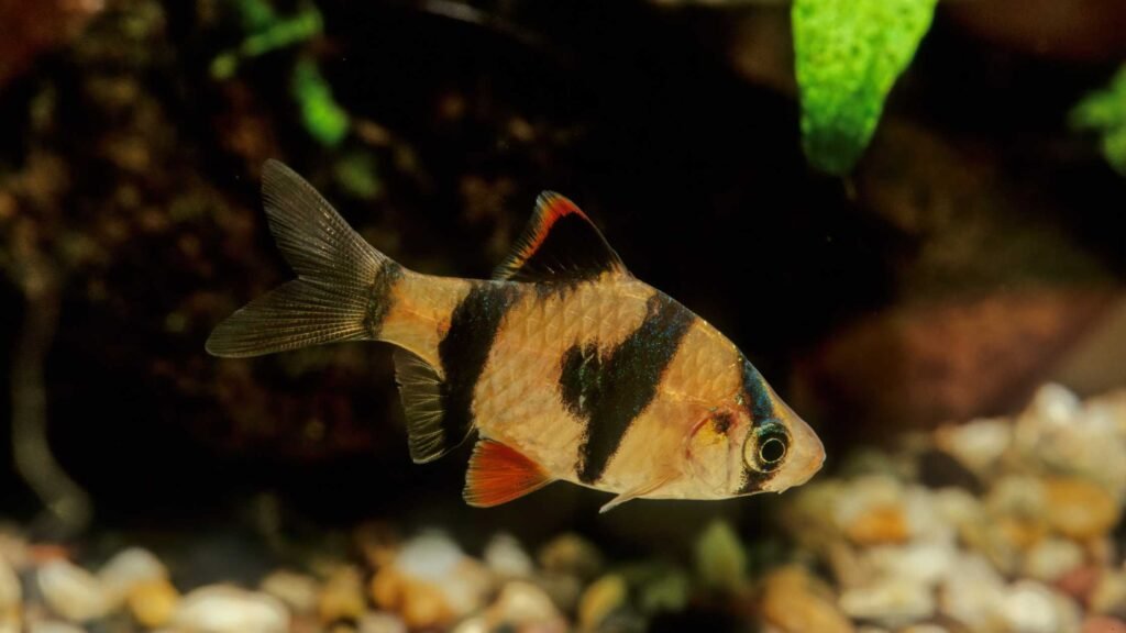 Reproduction of Tiger Barb