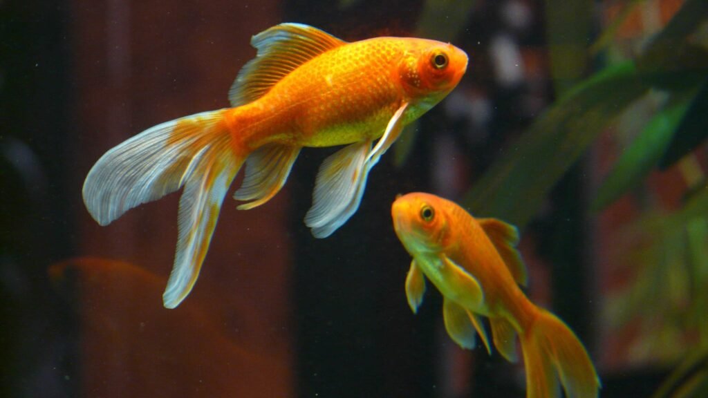 Reproduction of fancy goldfish