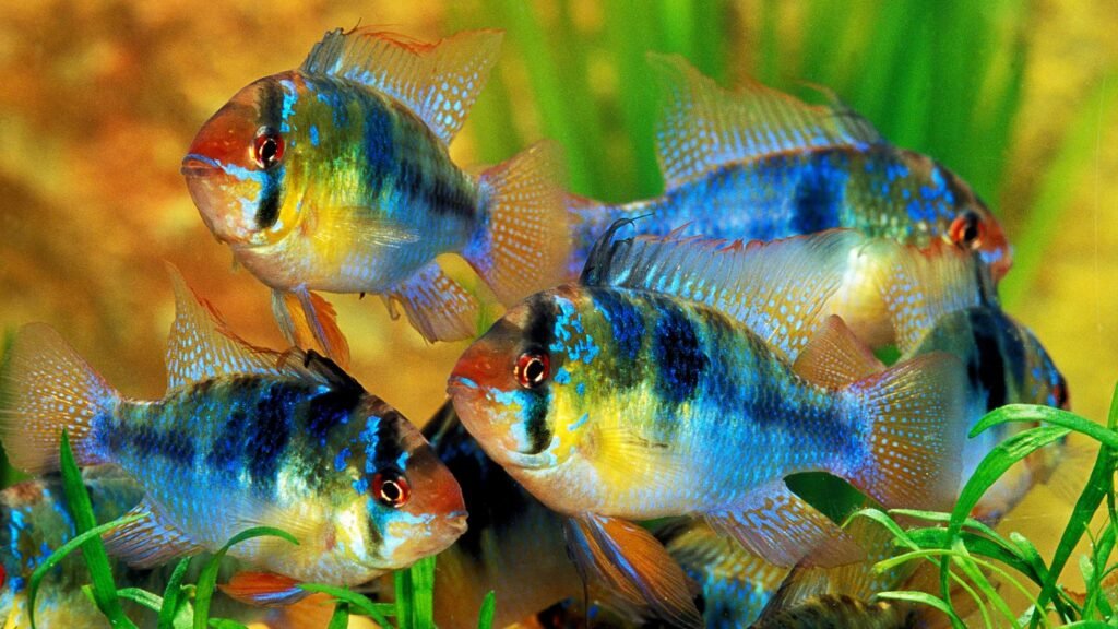 Saltwater Aquarium Fishes