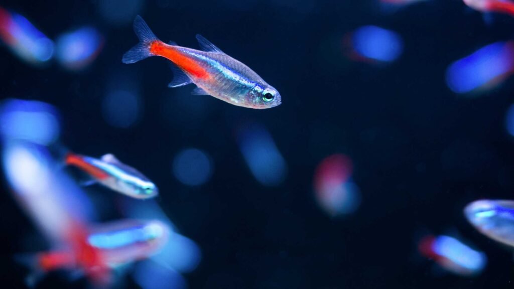 నియాన్ టెట్రాలను సంరక్షించడం ఎలా Aquarium Setup for Neon Tetra