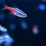 నియాన్ టెట్రాలను సంరక్షించడం ఎలా Aquarium Setup for Neon Tetra