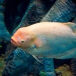 10 Best Large Fishes for your Aquarium