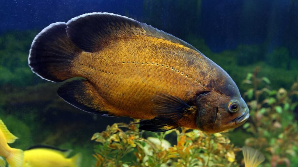 2. ఆస్కార్ (Astronotus ocellatus)