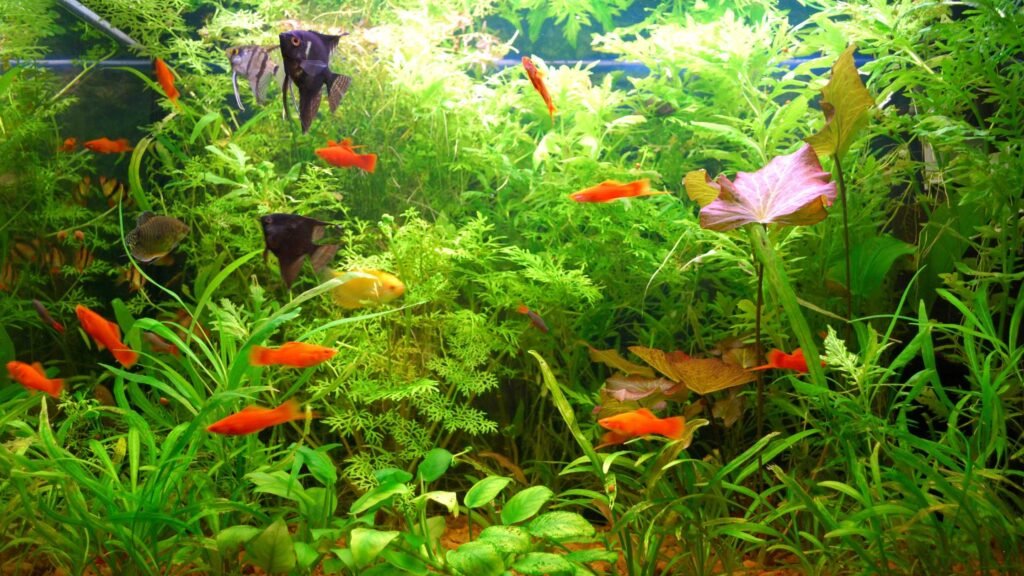 Aquarium Plants for your Beautiful Fishes