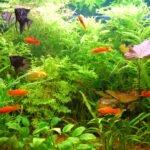 Aquarium Plants for your Beautiful Fishes