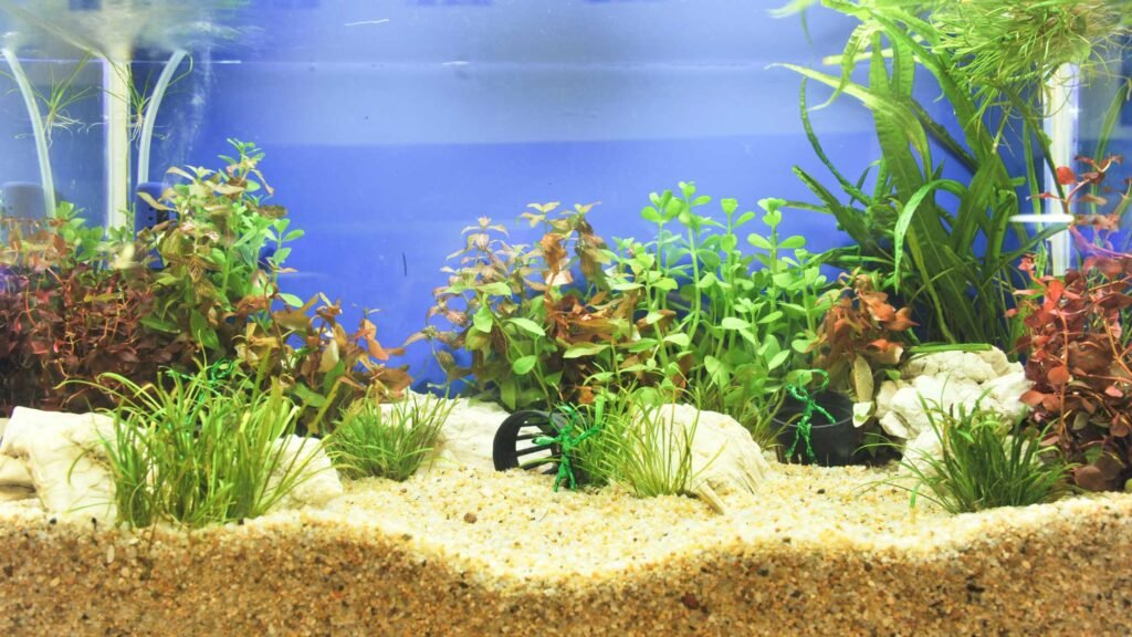 Aquarium Plants for your Beautiful Fishes