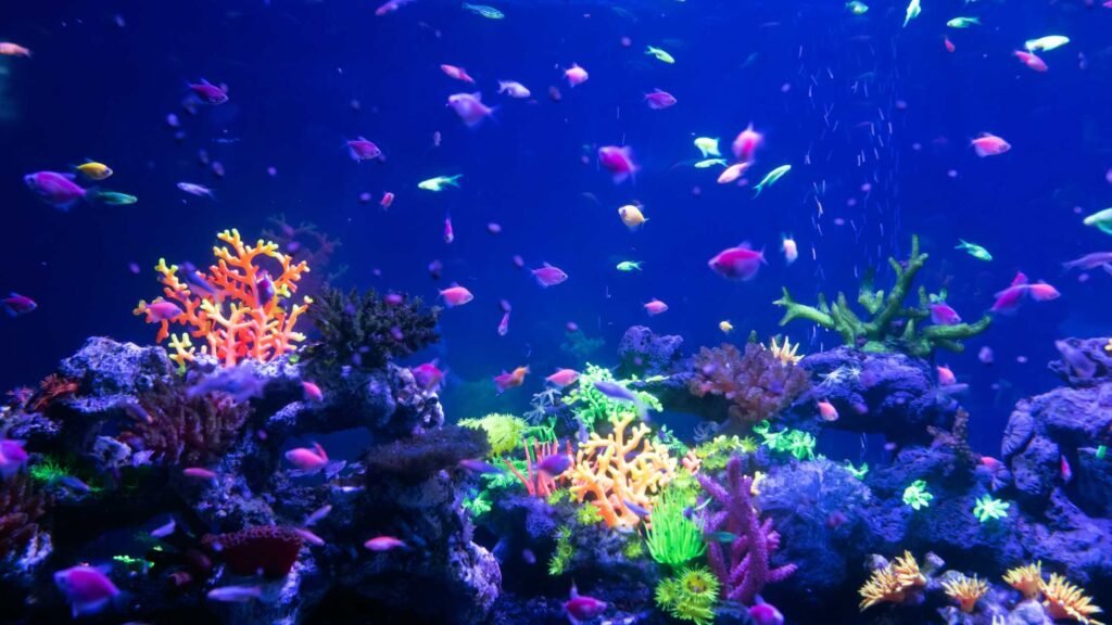 How to start an Aquarium Business in Telugu