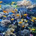 How to start an Aquarium Business in Telugu