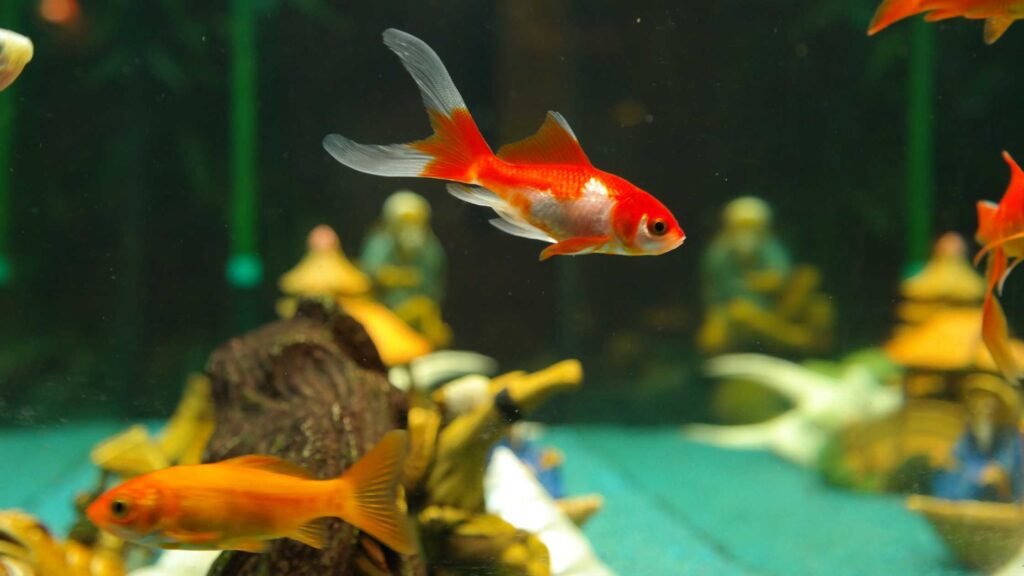 Prevention of swim bladder disease