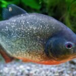 Top 10 Aggressive Fishes for Aquarium