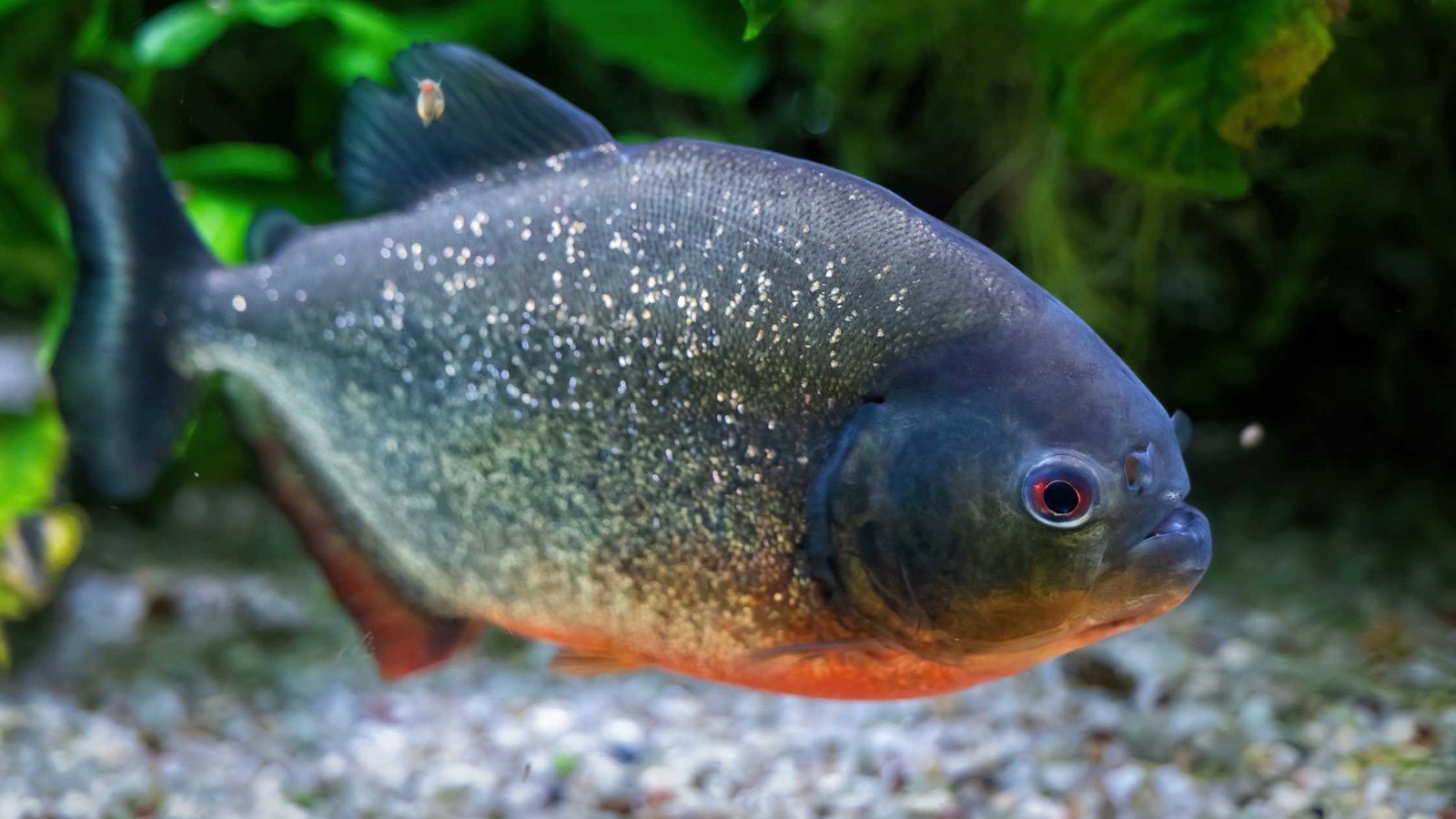 Top 10 Aggressive Fishes for Aquarium