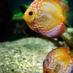 What is Swim Bladder Disease and How to Treat in Aquarium Fishes