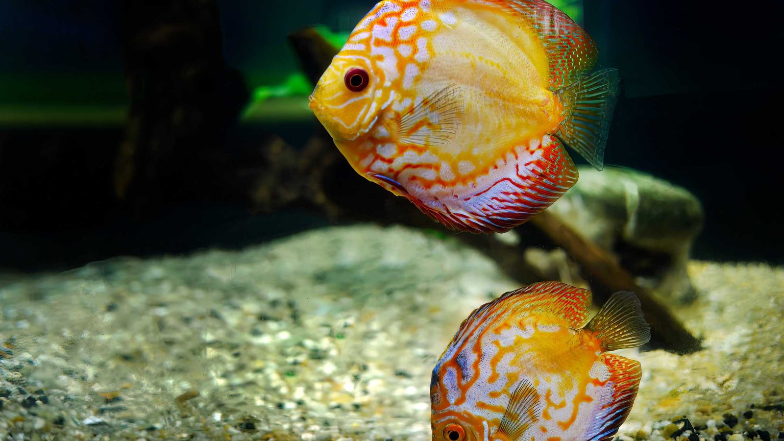 What is Swim Bladder Disease and How to Treat in Aquarium Fishes