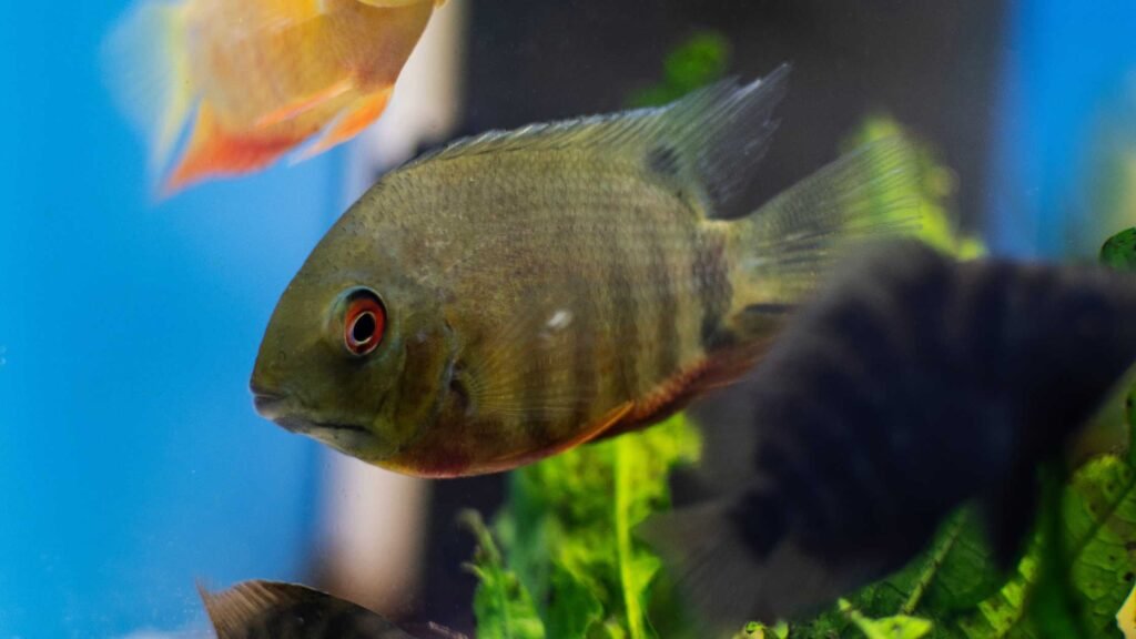 గ్రేట్ లేక్ సిచ్లిడ్లు (Great Lake Cichlids)